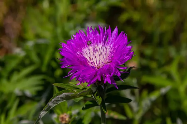 stock image Psephellus dealbatus Psephellus dealbatus is a herbaceous plant, a species of the genus Psephellus , family Asteraceae.