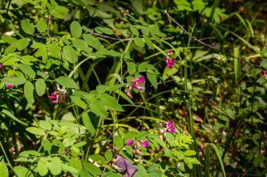 Lathyrus Nijer baharda ormanın vahşi doğasında yetişir..