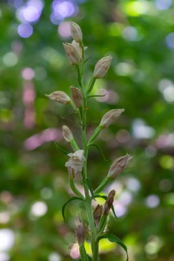 Cephalanthera longifolia, the narrow-leaved helleborine, sword-leaved helleborine or long-leaved helleborine, is a rhizomatous herbaceous perennial plant in the family Orchidaceae. clipart