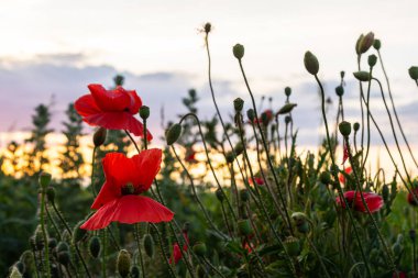 Papaver rhoeas veya yaygın gelincik, Papaveraceae familyasından kırmızı yapraklı yıllık otçul bitkidir..