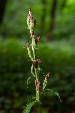Cephalanthera longifolia, Orchidaceae familyasına ait uzun soluklu bir helleborin bitkisidir..
