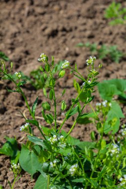 In nature, Thlaspi arvense grows among wild grasses. clipart