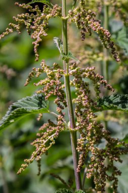 Urtica dioica ya da ısırgan otu, bahçede. Isırgan otu, kanama, idrar söktürücü, ateş düşürücü, yara iyileştirme, antiheumatik madde olarak kullanılan bir ilaç..