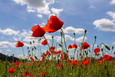 Papaver rhoeas veya yaygın gelincik, Papaveraceae familyasından kırmızı yapraklı yıllık otçul bitkidir..