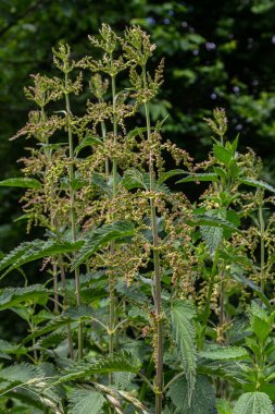 Urtica dioica ya da ısırgan otu, bahçede. Isırgan otu, kanama, idrar söktürücü, ateş düşürücü, yara iyileştirme, antiheumatik madde olarak kullanılan bir ilaç..
