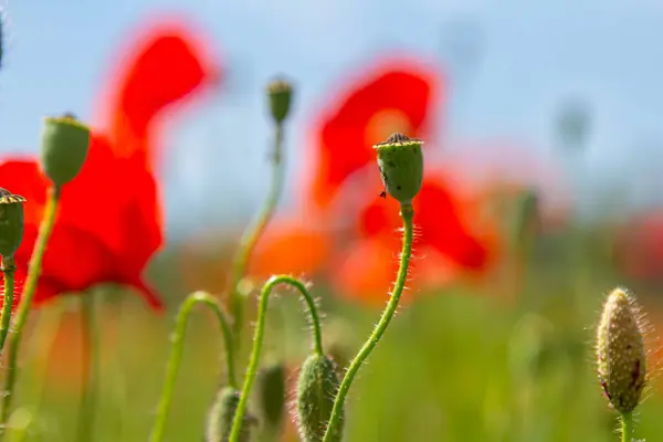 stock image Papaver rhoeas or common poppy, red poppy is an annual herbaceous flowering plant in the poppy family, Papaveraceae, with red petals.