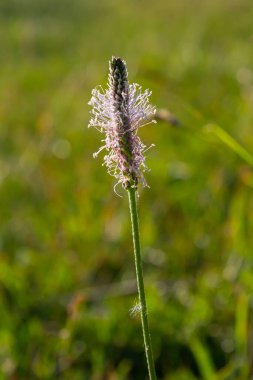 Bitki medyası, beyaz muz, Plantaginaceae. Baharda vahşi bitki vuruşu.