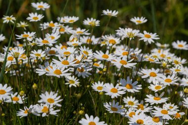 Çayırda yetişen papatya çiçekleri, beyaz papatyalar. Oxeye papatya, Leucanthemum vulgare, Papatya, Dox-eye, Common papatya, Dog papatya, Bahçe konsepti.