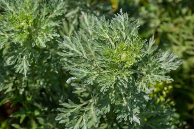 Gümüş yeşili Wormwood arka planda kalır. Artemisia Absinthium, bitkisel mutfak bahçesindeki pelin otu bitkisi, kapat, makro.