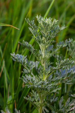 Gümüş yeşili Wormwood arka planda kalır. Artemisia Absinthium, bitkisel mutfak bahçesindeki pelin otu bitkisi, kapat, makro.