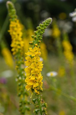Vahşi otların arasında yaz mevsimi, tarımsal ekvatorya çiçekleri açıyor..