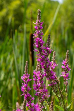 Purple loosestrife Lythrum salicaria inflorescence. Flower spike of plant in the family Lythraceae, associated with wet habitats. clipart