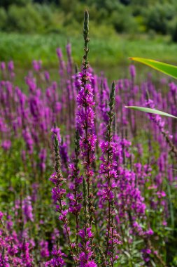 Mor gevşemiş Lythrum salikaria infloresans. Lythraceae familyasındaki çiçek başakları, ıslak yaşam alanlarıyla ilişkilidir..