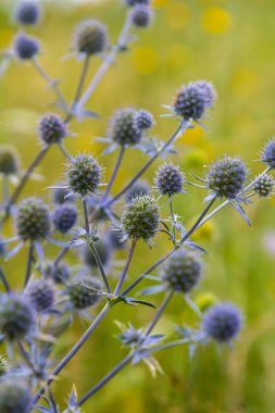 Eryngium Planum veya Mavi Deniz Holly çayırda çiçek yetiştiriyor. Vahşi Bitkiler.