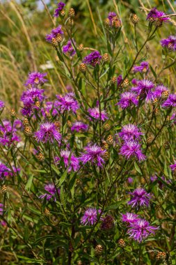 Centaurea jacea, Brown Knapweed olarak da bilinir, Brown-Ray Knapweed, Brownray Knapweed ve Hardheads olarak da bilinir..