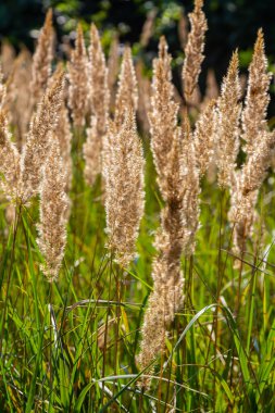 Çayırdaki küçük kamışlı Calamagrostis epigejos 'un enfeksiyonu..