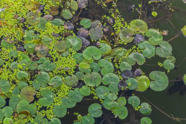 Hidrokaris morsus-ranae, Hidrocharitaceae familyasından bir bitki türü. Küçük bir nilüfer çiçeğine benzeyen yüzen küçük bir bitki..