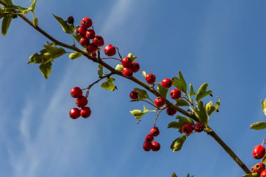 Hawthorn kırmızı böğürtlenleri çalılıklarda yetişir.