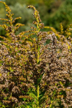 Sonbaharda Solidago Altissima 'nın yabani çiçekleri.