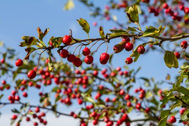 Hawthorn kırmızı böğürtlenleri çalılıklarda yetişir.