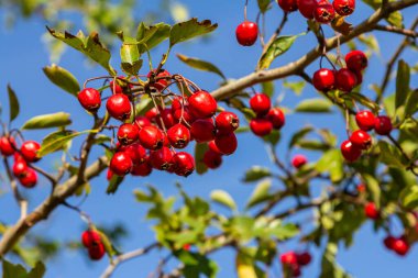 Detaylı bir makro çekim canlı kırmızı şahin çileklerini sonbahar ihtişamında yakalıyor. Bu olgun böğürtlenler sadece güzel değil aynı zamanda tıbbi özelliklere de sahipler..