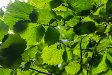 Fresh green Hazel leaves close up on branch of tree in spring with translucent structures against blurred background. Natural background. clipart