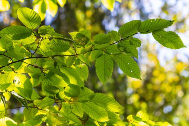 güzel, ahenkli orman detay, Gürgen yaprak ile.