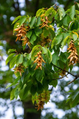 Boynuz demeti Carpinus Betulus 'un dalları sonbaharda sarkan infloresans ve yapraklar, seçilmiş odak, alanın dar derinliği, bulanık arkaplanda kopyalama alanı.