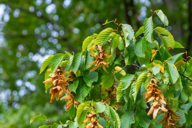 Boynuz demeti Carpinus Betulus 'un dalları sonbaharda sarkan infloresans ve yapraklar, seçilmiş odak, alanın dar derinliği, bulanık arkaplanda kopyalama alanı.
