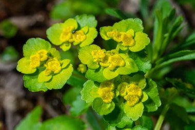 Yumuşak kenarlı, çiçek açan Golden Saxifrage Chrysosplenium alternifolium. Seçici odaklanma. İyileştirici özelliği var. Sarı pınar Küçük çiçekler.