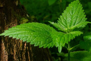 Urtica dioica or stinging nettle, in the garden. Stinging nettle, a medicinal plant that is used as a bleeding, diuretic, antipyretic, wound healing, antirheumatic agent.