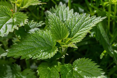 Urtica dioica or stinging nettle, in the garden. Stinging nettle, a medicinal plant that is used as a bleeding, diuretic, antipyretic, wound healing, antirheumatic agent.