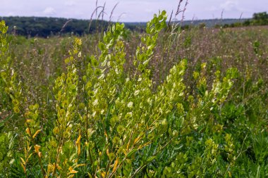 In nature, Thlaspi arvense grows among wild grasses. clipart