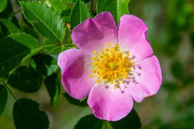 Köpek gülü, Rosa canina, pembe veya beyaz çiçekli ve ilaçlarda kullanılan önemli bir şifalı bitkidir. Bu bir yaban gülü ve sonbaharda kırmızı güllük gülistanlık meyveleri var..