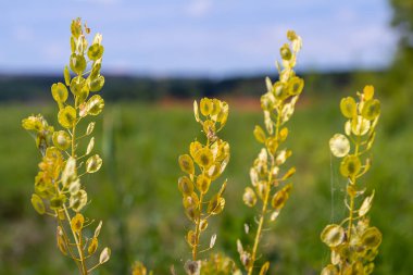 Doğada, Thlaspi arvense yabani otların arasında yetişir..