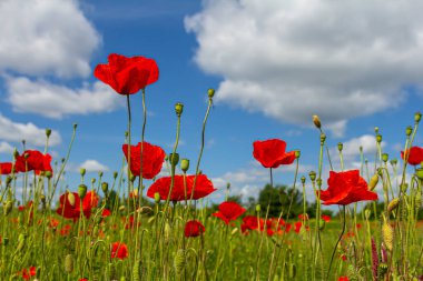 Papaver rhoeas veya yaygın gelincik, Papaveraceae familyasından kırmızı yapraklı yıllık otçul bitkidir..