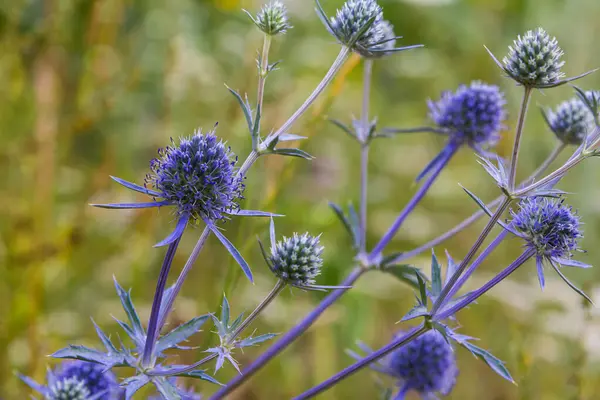 Stock image Eryngium Planum Or Blue Sea Holly - Flower Growing On Meadow. Wild Herb Plants.