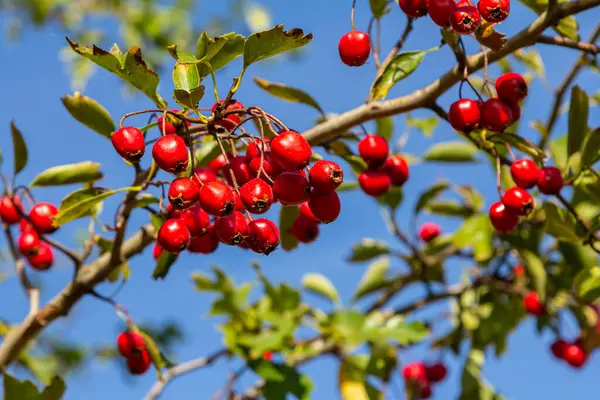 Detaylı bir makro çekim canlı kırmızı şahin çileklerini sonbahar ihtişamında yakalıyor. Bu olgun böğürtlenler sadece güzel değil aynı zamanda tıbbi özelliklere de sahipler..