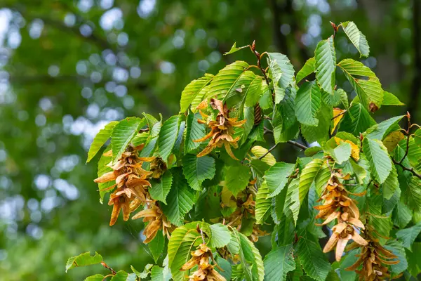 stock image Branch of a hornbeam Carpinus betulus with drooping inflorescence and leaves in autumn, selected focus, narrow depth of field, copy space in the blurry background.