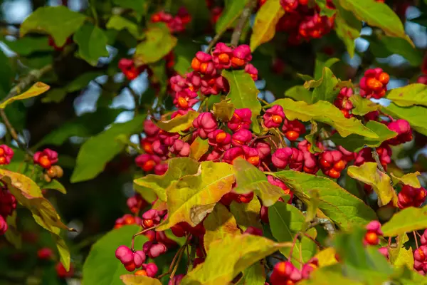 stock image Euonymus europaeus european common spindle capsular ripening autumn fruits, red to purple or pink colors with orange seeds, autumnal colorful leaves.