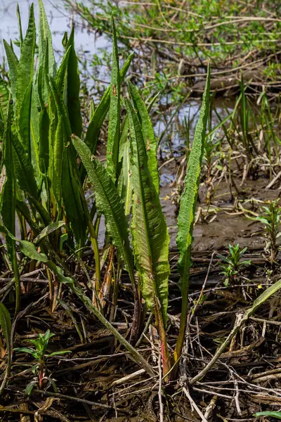 stock image Close up of Yellow flag irisses Iris pseudacorus and Great water dock Rumex hydrolapathum.