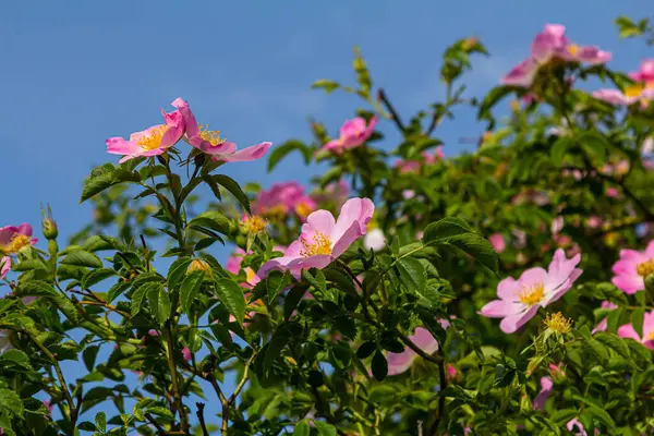 Köpek gülü, Rosa canina, pembe veya beyaz çiçekli ve ilaçlarda kullanılan önemli bir şifalı bitkidir. Bu bir yaban gülü ve sonbaharda kırmızı güllük gülistanlık meyveleri var..