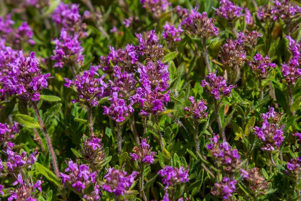 Çiçekli kokulu Thymus Serpilllum, Breckland yabani kekik, sürünen kekik, ya da elf kekik yakın çekim, makro fotoğraf. Güneşli bir günde tarlada güzel yiyecekler ve tıbbi bitkiler