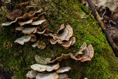 Trametes versicolor, ayrıca Polyporus versicolor olarak da bilinir, dünya çapında yaygın olarak bulunan ve ağaç gövdelerinde yetişen geleneksel tıbbi mantar türüdür..