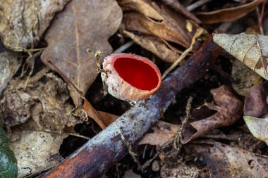 Bahar yenilebilir kırmızı mantarlar Sarcoscypha ormanda yetişir. Kapat. Sarcoscypha austriaca ya da Sarcoscypha coccinea - Bahar mevsiminin başlarındaki Scarlet elf Kupası olarak bilinen mantarlar. taze mantar toplama.