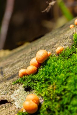 Sonbahar ormanında turuncu kırmızı balçık mantarı Lycogala epidendrum.
