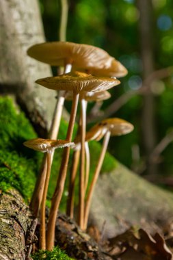 Yenilebilir mantar Hymenopellis kökü ya da dağ çayırındaki Xerula kökü. Kök mantarı ya da kök sapı olarak bilinir. Yabani mantarlar çimenlerde büyüyor..