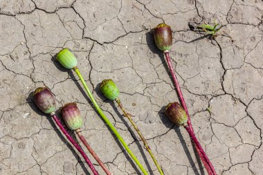 Haşhaş tohumlu kuraklık arazisi Papaver, toprağı kurutan, toprağı kurutan çatlak, toprağı kurutan, iklim değişikliği, çevresel felaket ve toprak çatlakları, bitkiler için kuru ölüm..