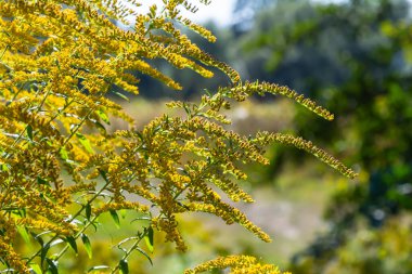 Sonbaharda Solidago Altissima 'nın yabani çiçekleri.