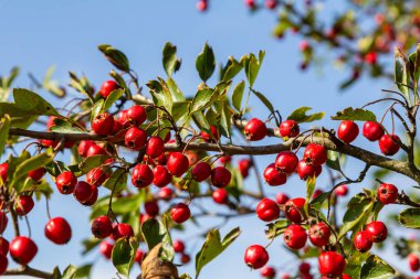 Detaylı bir makro çekim canlı kırmızı şahin çileklerini sonbahar ihtişamında yakalıyor. Bu olgun böğürtlenler sadece güzel değil aynı zamanda tıbbi özelliklere de sahipler..